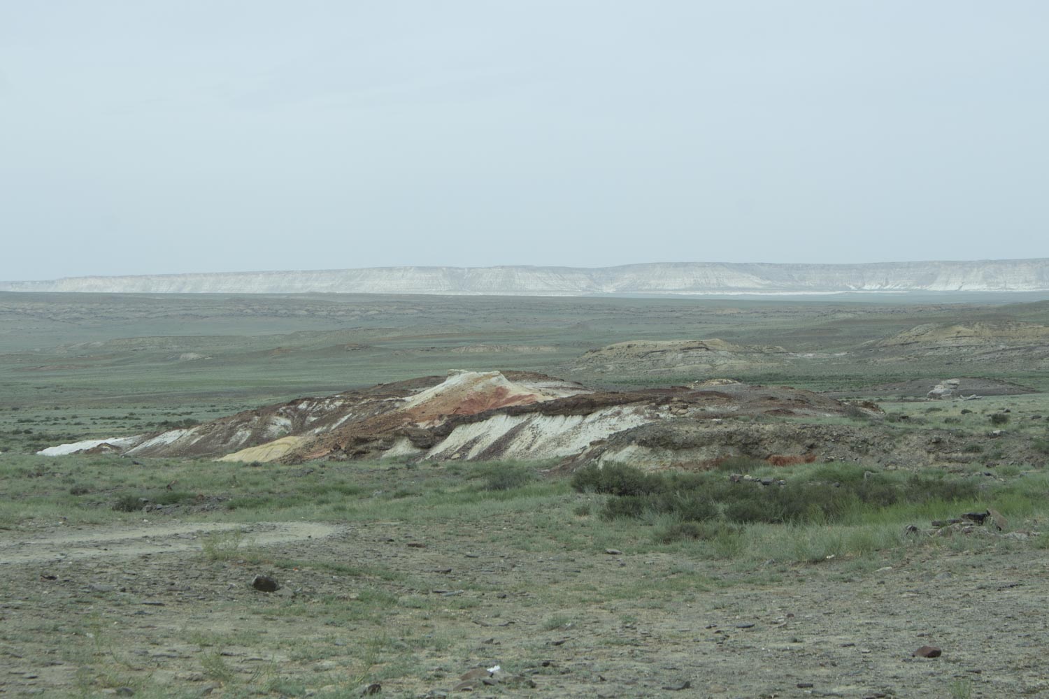 Морские ежи